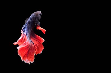 Siyam mücadele balık