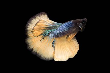 Siyam mücadele balık