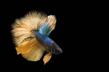 Siyam mücadele balık