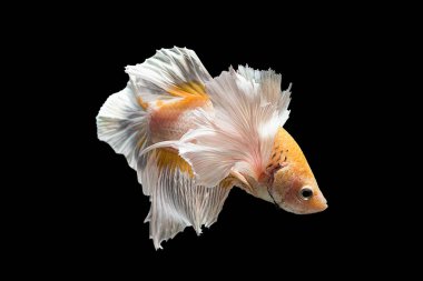 Siyam mücadele balık