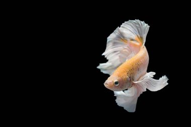 Siyam mücadele balık