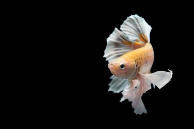 Siyam mücadele balık