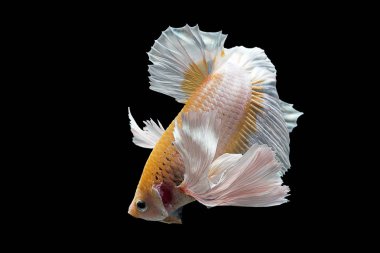 Siyam mücadele balık