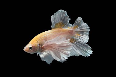 Siyam mücadele balık