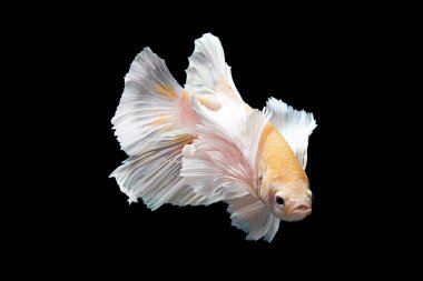 Siyam mücadele balık