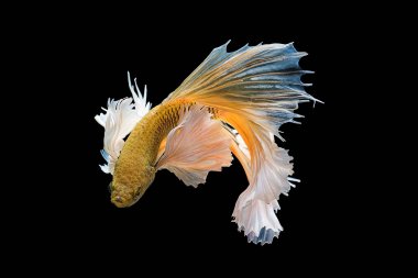 Siyam mücadele balık