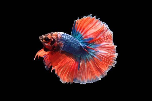 siamese fighting fish