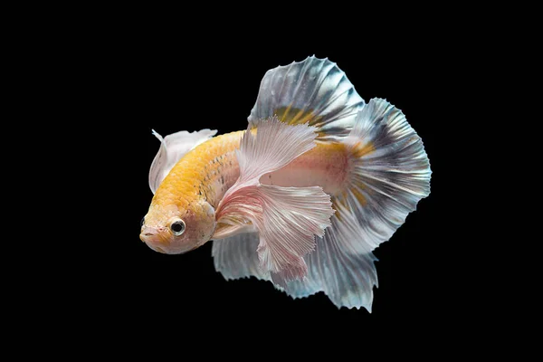 Siyam mücadele balık