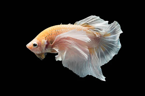 샴 싸우는 물고기 — 스톡 사진