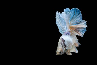 Siyam mücadele balık