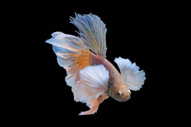 Siyam mücadele balık