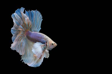 Siyam mücadele balık