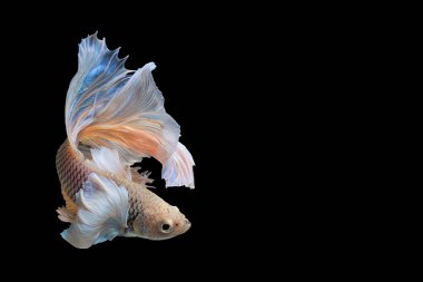 Siyam mücadele balık