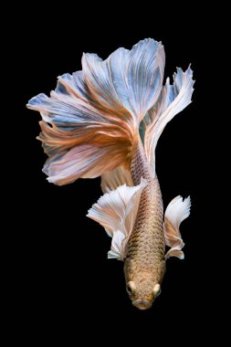 Siyam mücadele balık