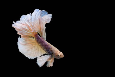 Siyam mücadele balık