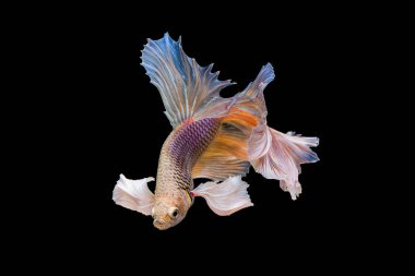 Siyam mücadele balık