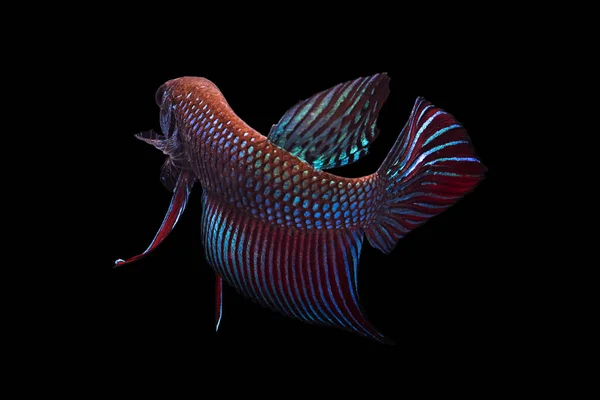 Siamese fighting fish — Stock Photo, Image