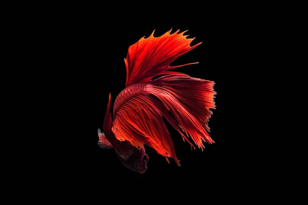 Rote siamesische Kampffische — Stockfoto