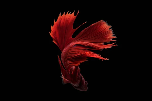 Red siamese fighting fish on black background. — Stock Photo, Image