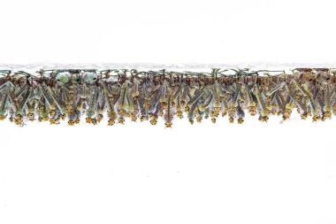 Beyaz arka plan üzerinde suda sivrisinek larvası.