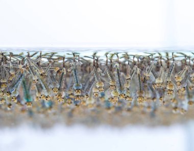 Beyaz arka plan üzerinde suda sivrisinek larvası.