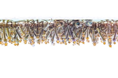 Beyaz arka plan üzerinde suda sivrisinek larvası.