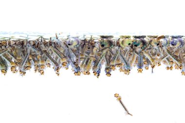 Beyaz arka plan üzerinde suda sivrisinek larvası.