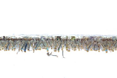 Beyaz arka plan üzerinde suda sivrisinek larvası.