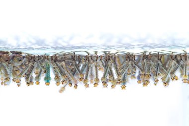 Beyaz arka plan üzerinde suda sivrisinek larvası.