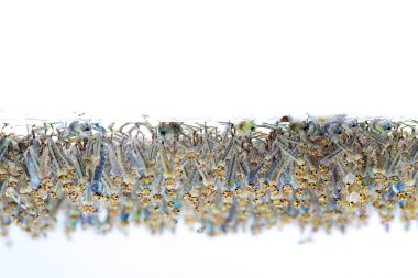 Beyaz arka plan üzerinde suda sivrisinek larvası.