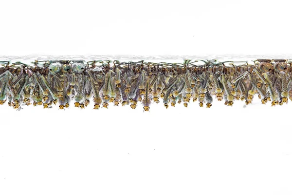 Beyaz arka plan üzerinde suda sivrisinek larvası.