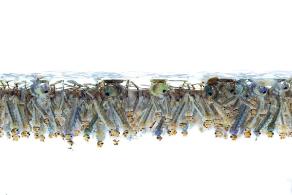 Beyaz arka plan üzerinde suda sivrisinek larvası.