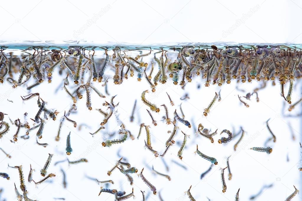 Mosquito larvae in water on white background