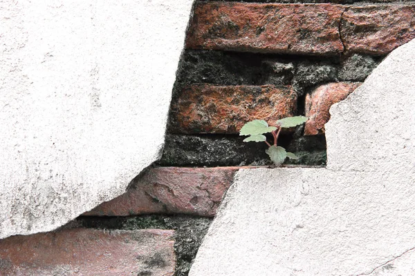 Repedt betonfal borított felület szürke cement, mint a háttérben — Stock Fotó