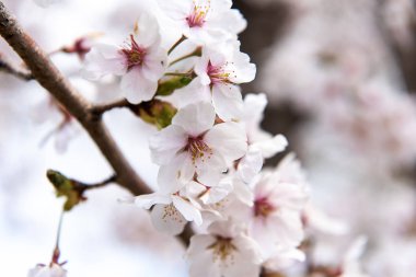 Baharda kiraz çiçeği açan kiraz sakura. 
