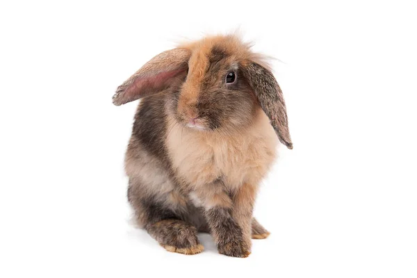 Rabbit White Background — Stock Photo, Image