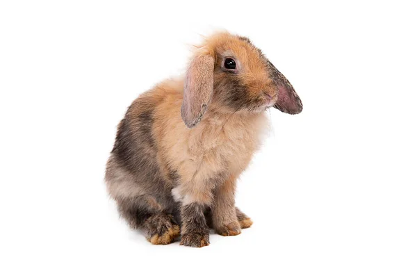 Rabbit White Background — Stock Photo, Image