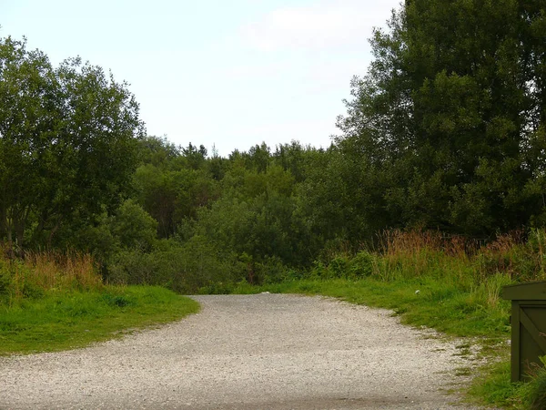 Norwegische Landschaftswälder an der Küste — Stockfoto