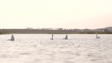 dört swams yiyecek arayan