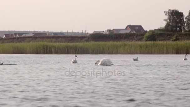 Swans beautiful swims in the lake — Stock Video