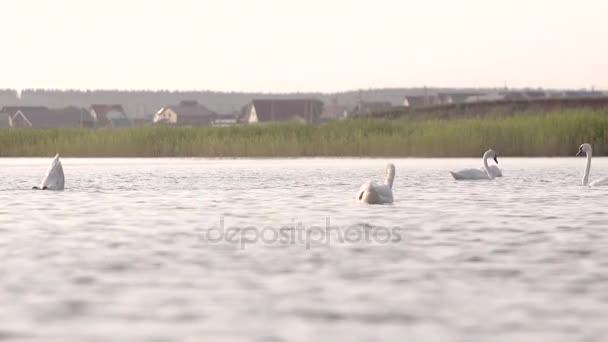 Swans preen their feathers in village — Stock Video