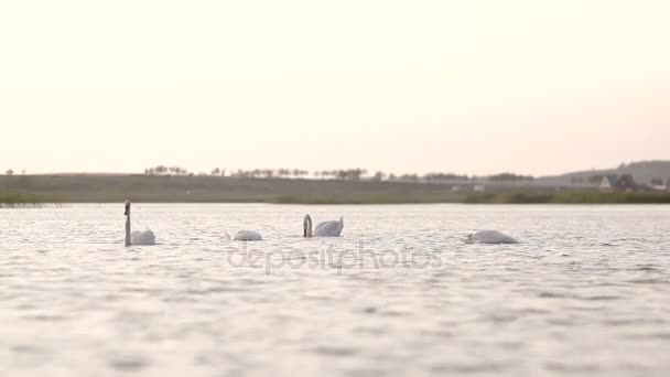 Four swans looking for eat and swim in the lake — Stock Video