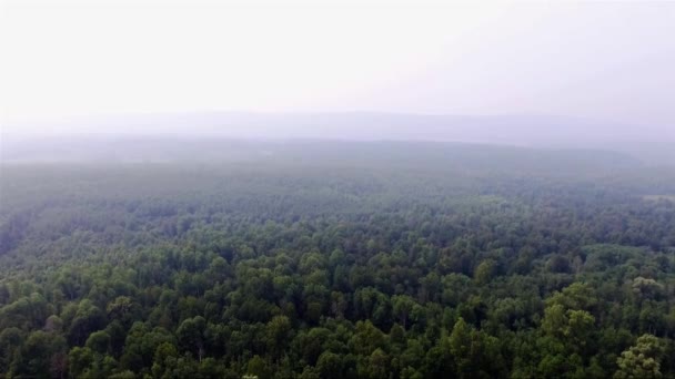 Taiga dalam kabut dengan tinggi — Stok Video