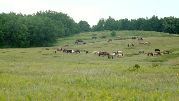 Una manada de caballos pastando en el prado — Vídeos de Stock