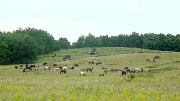 Un troupeau de beaux chevaux qui paissent dans la prairie — Video
