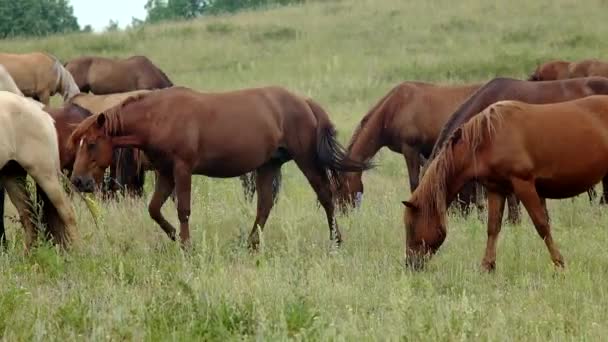 Das Pferd steht auf der Weide — Stockvideo