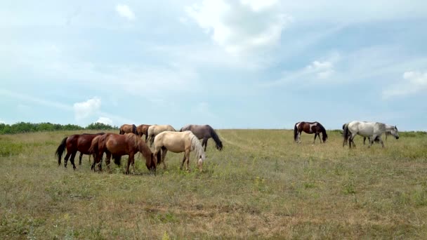 chevaux broutant sur le fond du ciel nuageux 