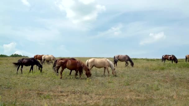 Paarden grazen op de achtergrond van de bewolkte blauwe hemel — Stockvideo