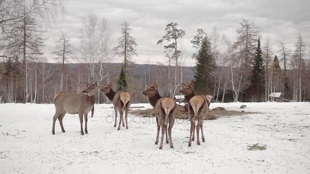 Ciervos y líder en bosque de invierno — Vídeo de stock