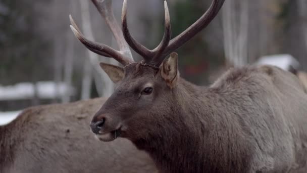 Cerfs mangent dans la forêt d'hiver et regarde autour — Video